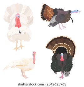 Cute cartoon Turkey bird set. Vector character farm illustrations isolated on white background. Thanksgiving Day.