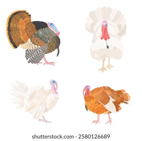 Lindo conjunto de pájaros de Turquía de dibujos animados. Ilustración de aves de corral de carácter de Vector aislado sobre fondo blanco. Día de Acción de Gracias.