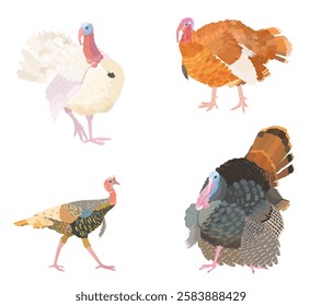 Conjunto de pájaros de Turquía de dibujos animados lindos. Ilustración de aves de corral de carácter de Vector aislado en blanco. Día de Acción de Gracias.