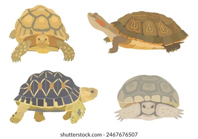 Cute cartoon Turtle collection. Vector illustrations of Sea Turtle on white background. Set of ocean animals.