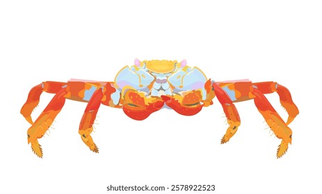 Cute cartoon vector coloured Lightfoot Crab. Sea food icon illustration isolated on white.