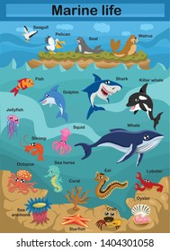 Cute cartoon vector illustration - Sea life. Exploring the underwater world for children. Underwater world. Scientific illustration for children