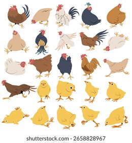 Lindo conjunto de Ilustración vectorial de dibujos animados de un pollo aislado sobre fondo blanco.
