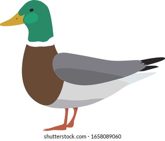 Cute cartoon vector image of male duck. Wild bird.