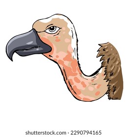 cute cartoon vulture head clipart page for kids. Vector illustration for children. Vector illustration of vulture head on white background.
