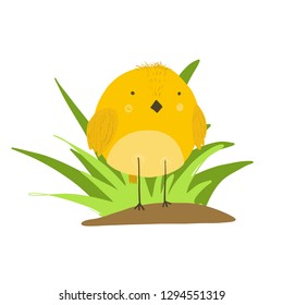 Cute cartoon yellow chicken in grass illustration. Childish orange vector bird for kids print design, spring Easter decoration, label