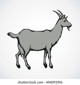 Cute cartoon young milch hircus standing on farmland graze isolated on white backdrop. Monochrome freehand ink drawn backdrop sketchy in art scribble style pen on paper. Side view and space for text