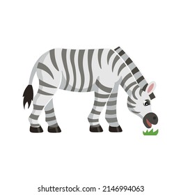  Cute cartoon zebra character. Zebra eating grass. Animals of Africa. Vector cartoon illustration.