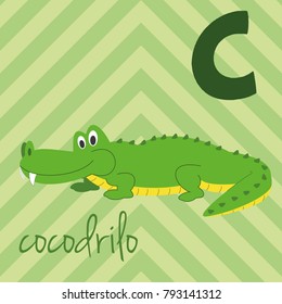 Cute cartoon zoo illustrated alphabet with funny animals. Spanish alphabet: C for Cocodrilo. Learn to read. Isolated Vector illustration.