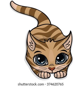 Cute cat