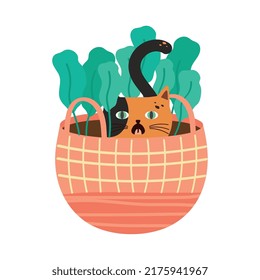 cute cat in basket pet