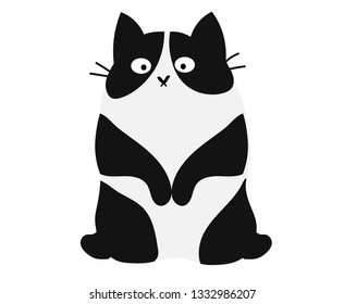 cute cat black and white