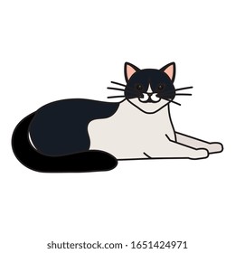 cute cat black and white isolated icon vector illustration design