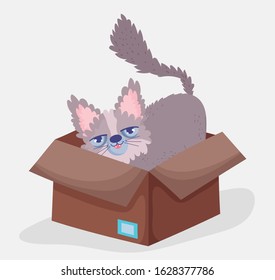 cute cat in box domestic cartoon animal, pets vector illustration