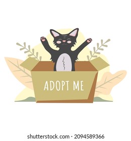 Cute cat in the box. Homeless animal is looking for a host. Animal shelter.