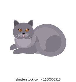 British Shorthair Grey Stock Vectors Images Vector Art