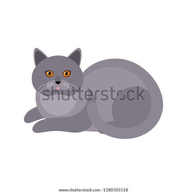 Cute Cat Breed British Shorthair Vector Stock Vector Royalty Free