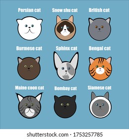 cute cat breed set vector illustration collection of different colors of cats on a blue background. Persian snow shu british burmese sphinx bengal maine coon bombay siamese cat