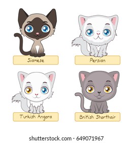 Cute cat breeds