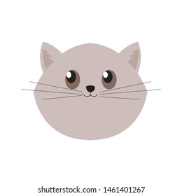cute cat face , head pet friendly