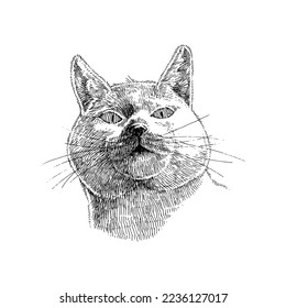 Gato lindo, ilustración de mascotas dibujadas a mano, vector aislado