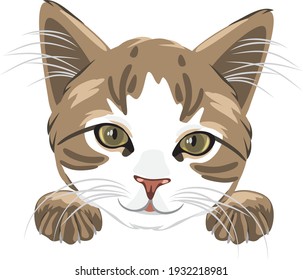 Cute cat head isolated on white. Vector