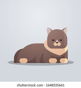 cute cat icon fluffy adorable cartoon animal domestic kitty home pet concept flat full length vector illustration