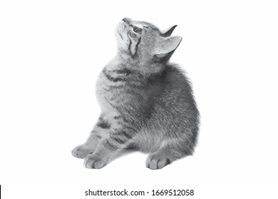 cute cat illustration, vector pet animal