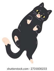 Lindo gato yacía en la espalda. Adorable mascota negra