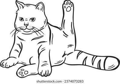 Un gato lindo con una pierna en posición
