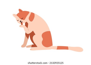 Cute cat licking paw, washing, cleaning and grooming itself with tongue. Adorable feline animal. Sweet lovely neat and tidy kitty. Flat vector illustration isolated on white background