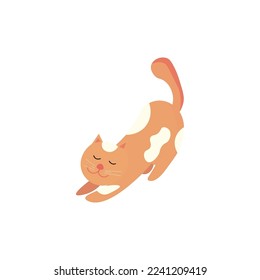 Un gato lindo con fondo blanco