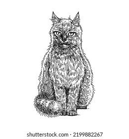 Cute cat, Pet Animal Illustration, Hand Drawn Vector