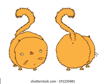 Cute cat. Pet. Cat front and back.