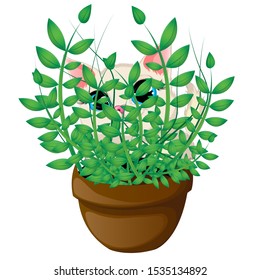 Cute cat is playing hide and seek. Сat is hiding behind a home flower. Cartoon vector illustration. EPS19