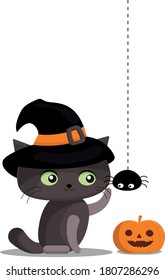 cute cat playing with a spider and a pumpkin