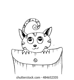 Cute Cat in the pocket