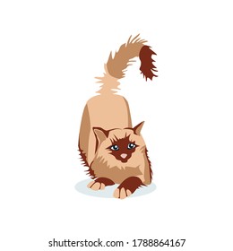 Cute cat of siamese birman breed. Adorable fluffy domestic animal lying on floor cartoon vector illustration isolated on white background