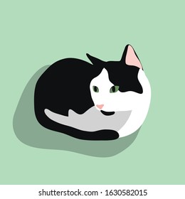Cute cat sit. Black and white cat with green eyes  isolated on green background. Stock vector illustration in flat cartoon style.