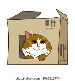 Cute cat sitting in cardboard boxes. Isolated on white background. Vector illustration. Funny animals. Stair, fragile. Home pet, childish, kids, doodle style. 