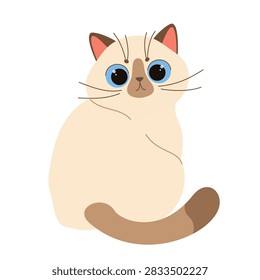 Cute cat sitting 