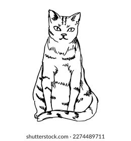 cute cat in a sitting position. Drawing with black lines, marker, line art. Vector illustration