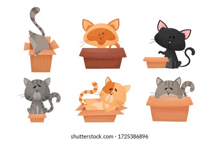 Cute Cat Sitting and Sleeping in Carton Box Vector Set