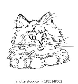 Buen gato. Esbozo, ilustración vectorial.