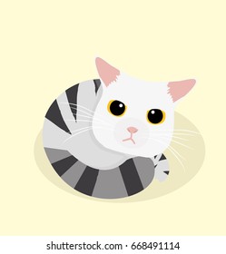 cute cat sleep