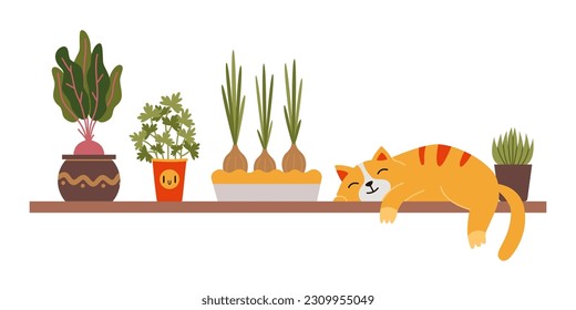 A cute cat is sleeping on a shelf next to a home kitchen garden, beetroot onions and parsley in pots. Urban Cozy home gardening hobby. Trendy modern isolated vector illustration, hand drawn, flat.