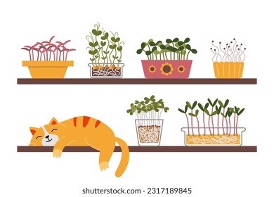 A cute cat is sleeping on a shelf next to a home kitchen garden, Microgreens in containers. Urban Cozy home gardening hobby. Trendy modern isolated vector illustration, hand drawn, flat.