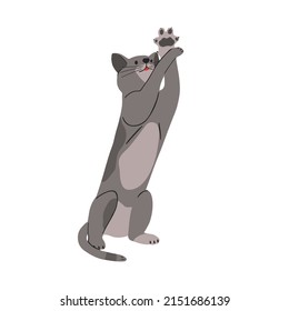 Un gato lindo parado en las patas y jugando. Animales felinos adorables. Bonito gatito alegre y juguetón. Ilustración vectorial plana aislada en fondo blanco