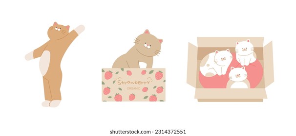 Cute cat. A cat standing, reaching out, or sitting in a box. baby cat siblings.