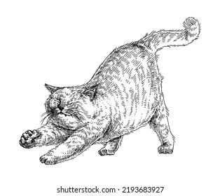 Cute Cat Stretching, Hand Drawn Illustration, Graphic Vector